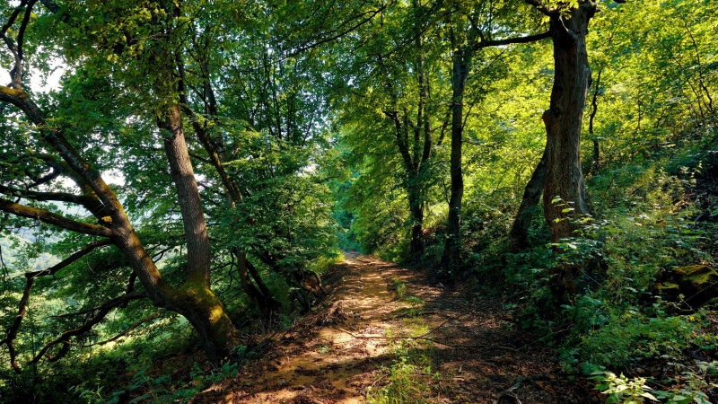 4K, forest, path, dirt road, trees, dappled sunlight