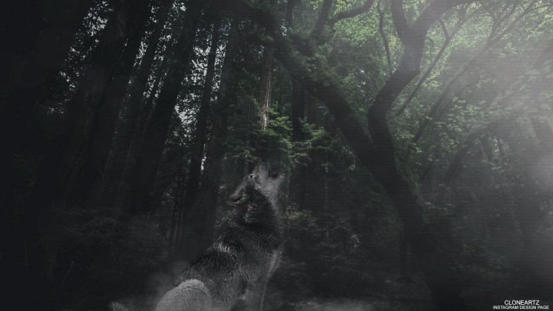 day, flowing water, flowing, growth, rainforest, trunk, no people, remote, nature, environment, outdoors, Lycan, fog, 1080P, non-urban scene, scenics - nature