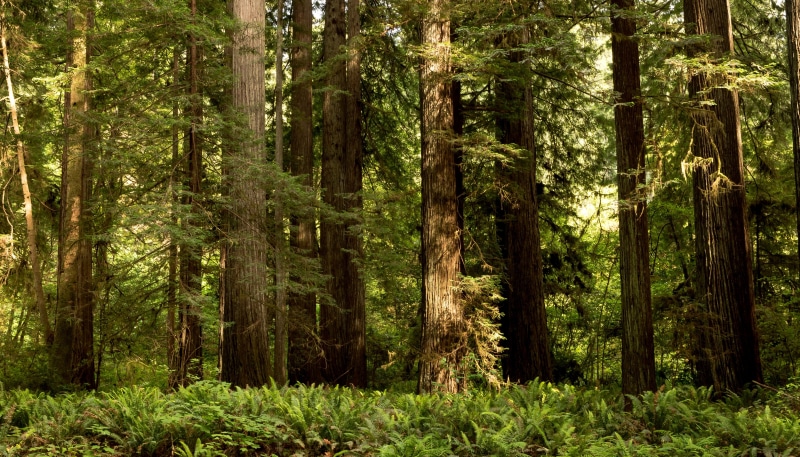 tranquil scene, tree trunk, coniferous tree, pine tree, no people, growth, woodland, day, trees, beauty in nature, green color, trunk, green, land, plant