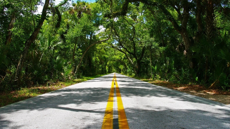 marking, nature, long, symbol, outdoors, diminishing perspective, forest, the way forward, plant, 1080P, empty road, asphalt, direction, beauty in nature