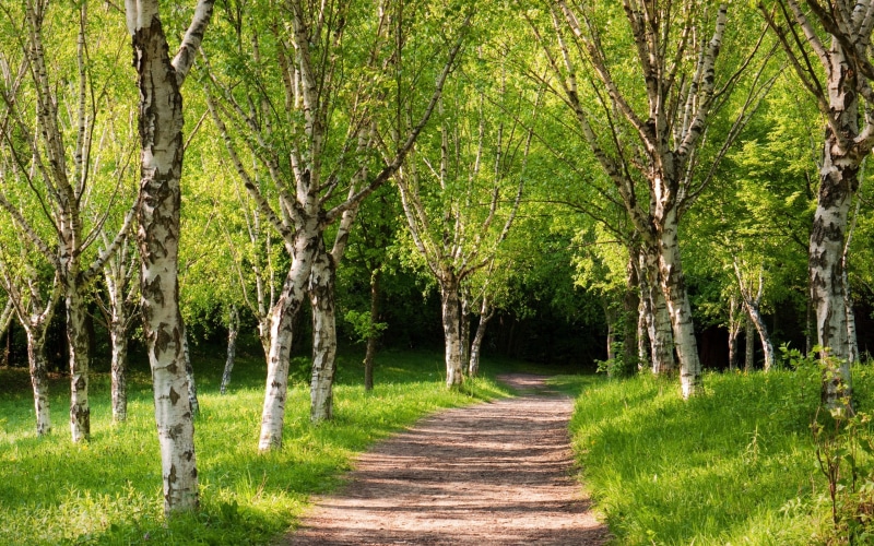 green, grass, 2K, foliage, dappled sunlight, nature, birch, path, trees, forest