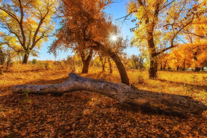 plant, scenics - nature, tranquility, colorful, forest, landscape, dappled sunlight, falling, no people, beauty in nature, tranquil scene, land, outdoors