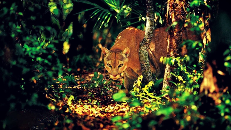 no people, big cats, selective focus, animals, plant, vertebrate, dappled sunlight, tree, plant part, mammal, animal, nature, animals in the wild, animal themes