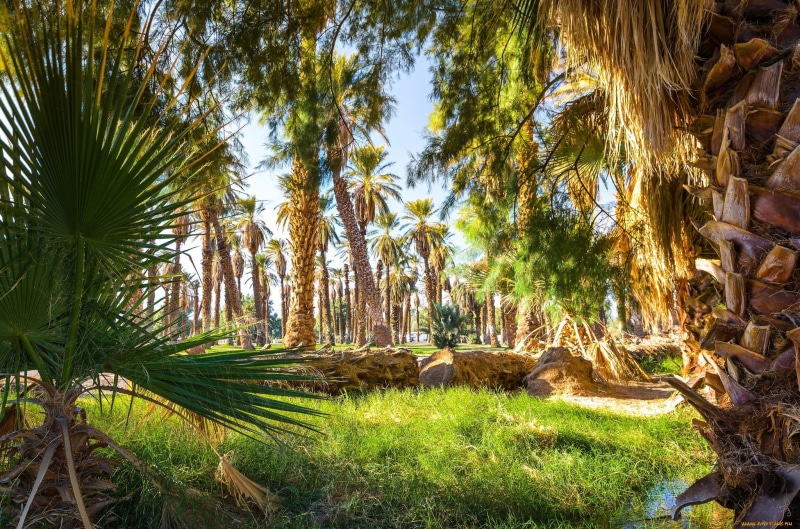 field, no people, grass, dappled sunlight, plant, day, mammal, nature, green color, palm trees, green, sunlight, tree trunk, tropical climate, animal themes