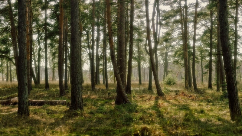 tree, non-urban scene, nature, no people, coniferous tree, haze, tree trunk, green color, beauty in nature, pine woodland, tranquility, brown, day, dappled sunlight
