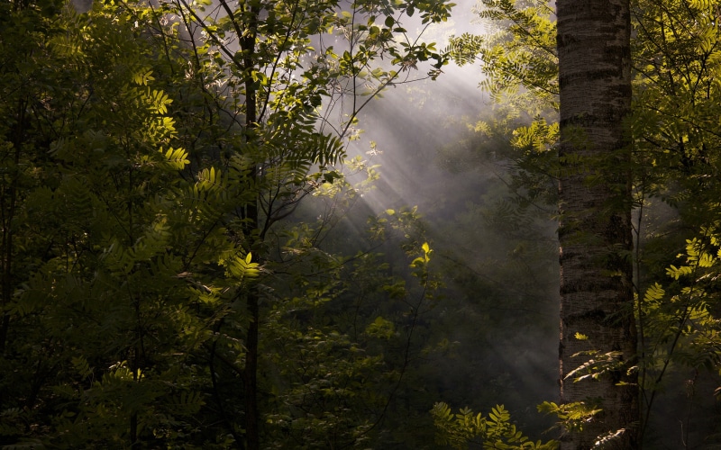 forest, mist, foliage, sun rays, deep forest, nature, dappled sunlight, 2K