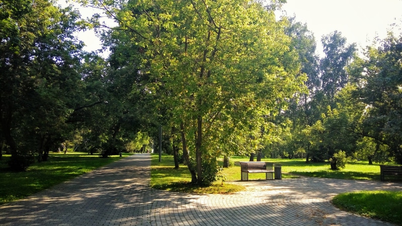 trees, summer, bench, park, green, 1080P, dappled sunlight, pavements