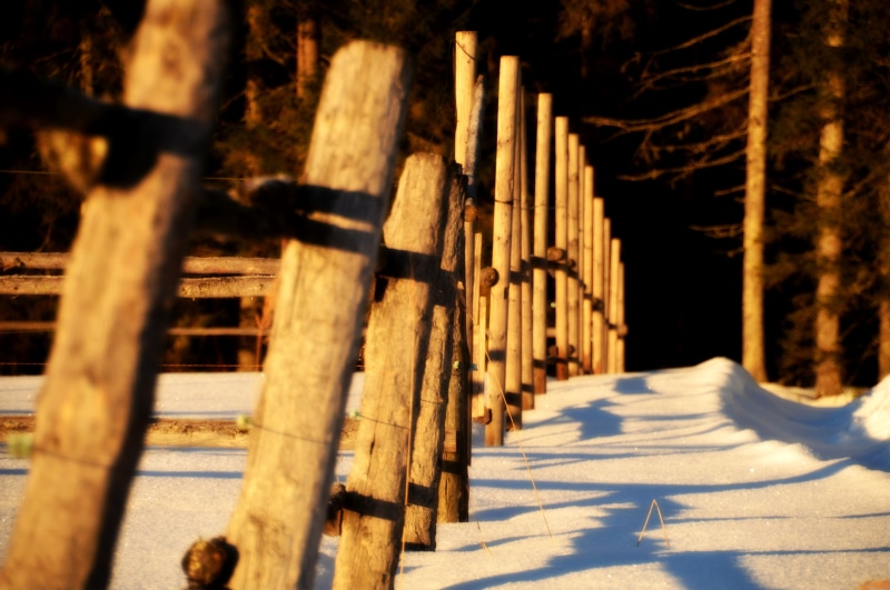 dappled sunlight, winter, Finland, sunlight, 4K, cold, forest