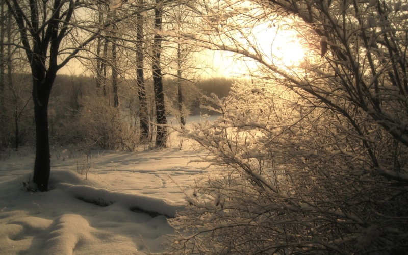 wooden, tranquil scene, black, cold temperature, no people, beauty in nature, environment, frame, scenics - nature, forest, snow, covering, bare tree, field