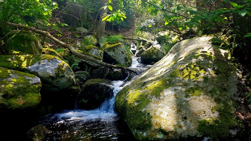 flowing, stream - flowing water, rock, tree, growth, forest, dappled sunlight, scenics - nature, green, outdoors, plant, moss, nature, rock - object, flowing water