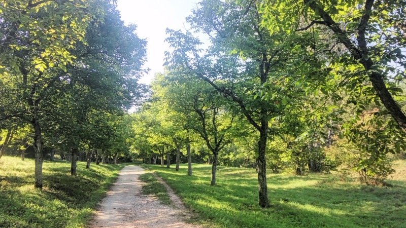sunlight, 1080P, green, Kislovodsk, dappled sunlight, grass, pathway, landscape, nature, trees, dirt road