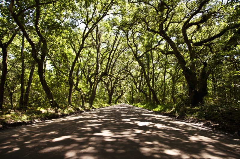 forest, vanishing point, woodland, plants, day, growth, plant, green, green color, 5K, beauty in nature, treelined, long, road, the way forward, diminishing perspective