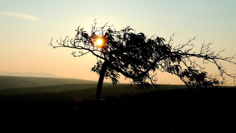 beauty in nature, clear, field, sky, no people, sunrise, sunlight, landscape, tree, sun, trees, nature, hills, sunset, land, dappled sunlight, tranquil scene