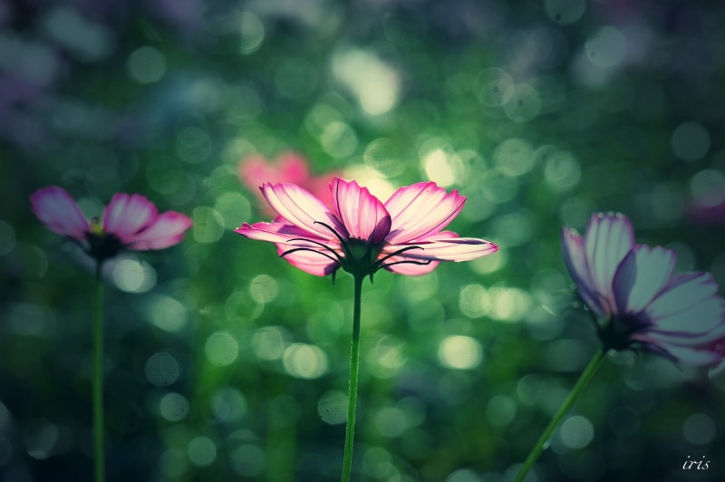 flowers, 1080P, dappled sunlight, pink flowers, bokeh, flower petals