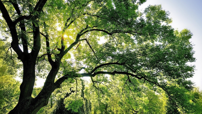 trees, bench, nature, 1080P, dappled sunlight, landscape