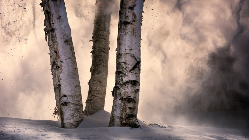 winter, birch, snow, 2K, trees, snowing, dappled sunlight