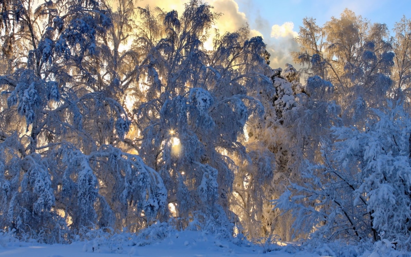 2K, plant, no people, nature, tranquility, winter, dappled sunlight, cold temperature, blue, trees, full frame, snow, tree, day, land, cloud - sky, beauty in nature