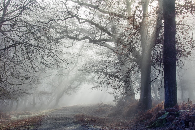 mist, trunk, branch, nature, beauty in nature, day, outdoors, hazy, winter, cold temperature, scenics - nature, forest, land, tree trunk, dappled sunlight