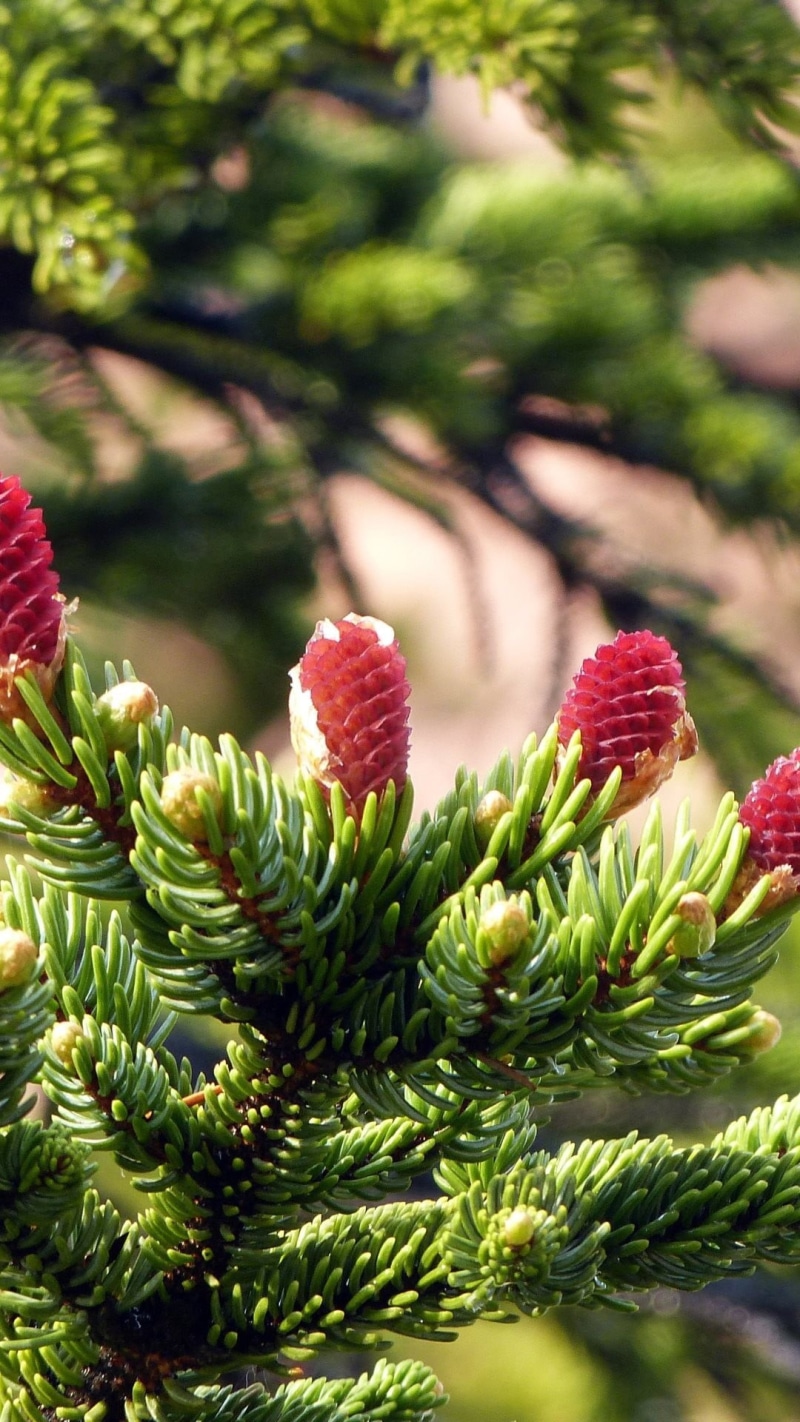 food, green color, plant, trees, no people, coniferous tree, spruce, pine cones, tree, freshness, close-up, outdoors, branch, plant part, food and drink