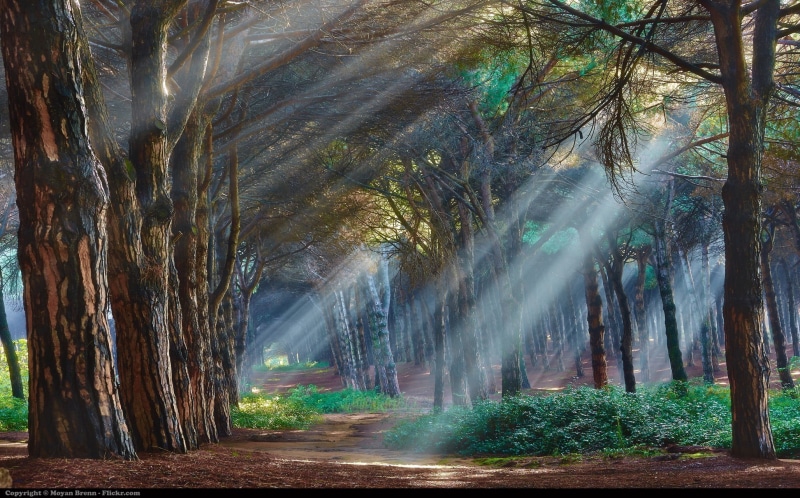 tranquil scene, rays, green color, trees, trunk, beauty in nature, growth, day, sunlight, crepuscular, idyllic, land, tree trunk, painting, outdoors, 1080P