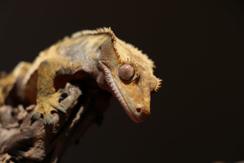 animal eye, no people, studio shot, setae, side view, night, nocturnal, morph, animal, vertebrate, hungry, crepuscular, nature, eyelashes, reptie, crested gecko