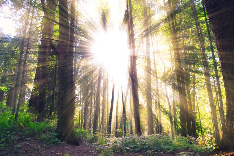 crepuscular, forest, 5K, growth, lens flare, sunlight, solar flare, beauty in nature, tranquility, trees, woodland, woods, bamboo - plant, non-urban scene