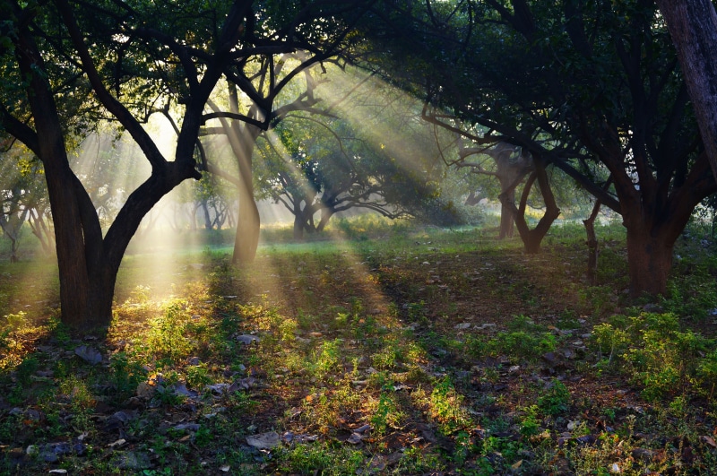 outdoors, tree trunk, culture, nature, forest, tranquility, travel, beauty in nature, crepuscular, sunlight, growth, temple, fog, land, pradesh, trunk