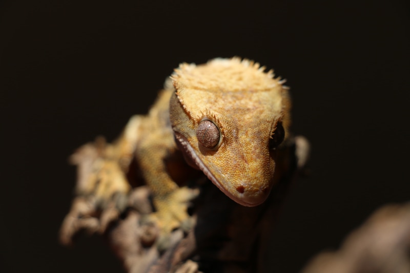 indoors, correlophus ciliatus, pads, vertebrate, animal themes, copy space, gecko, reptile, animal wildlife, animal eye, lizard, exotic, studio shot, crested gecko