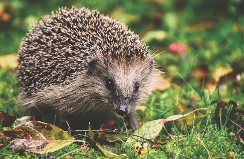 animals in the wild, cute, looking at camera, animal, crepuscular, animal world, grass, spur, hannah, day, portrait, one animal, nocturnal, hedgehog, spiked