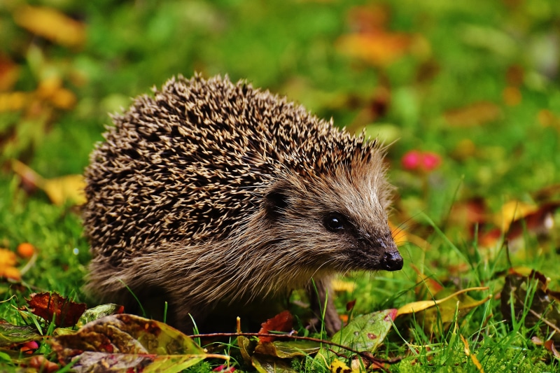 animal wildlife, garden, nocturnal, animal themes, mammal, autumn, crepuscular, outdoors, meal, field, plant, hannah, grass, vertebrate, 5K, one animal