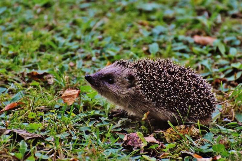 no people, garden, meal, focus on foreground, cute, grass, whisker, snout, field, land, hedgehog, animals in the wild, one animal, nature, foraging, brown