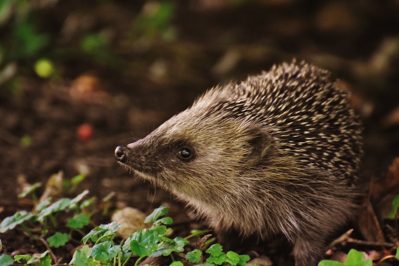 animal wildlife, vertebrate, close-up, photo, foraging, animals in the wild, hedgehog, land, crepuscular, hedgehog child, garden, focus on foreground, close