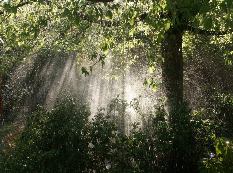 foliage, forest, against day, tree, plant, contrast, tranquil scene, day, leafed, no people, growth, nature, sun, non-urban scene, green color, green, light and shade