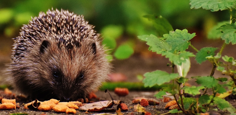nature, outdoors, meal, mammal, hedgehog child, plant part, one animal, hannah, focus on foreground, close-up, foraging, healthy eating, animals in the wild