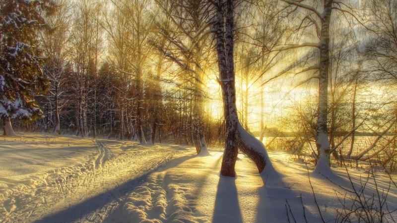 road, forest, snow, the sky, sunlight, landscape, 4K, cold temperature, plant, no people, sky, sunset, covering, bare tree, environment, shadow, land