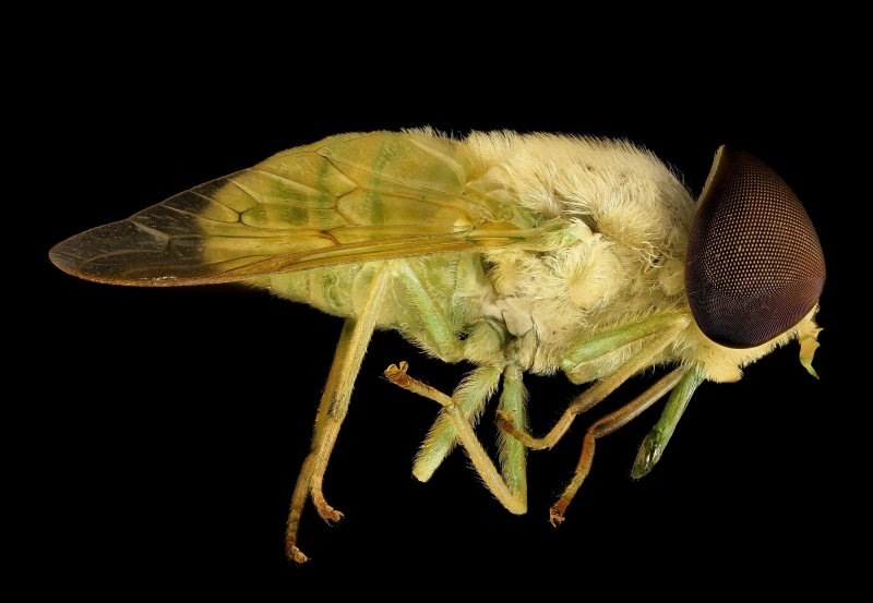 insect, horse fly, nature, close-up, macro, close up, portrait, wing, pest, one animal, studio shot, u s geological survey, bug, fly, delicate, animal wing