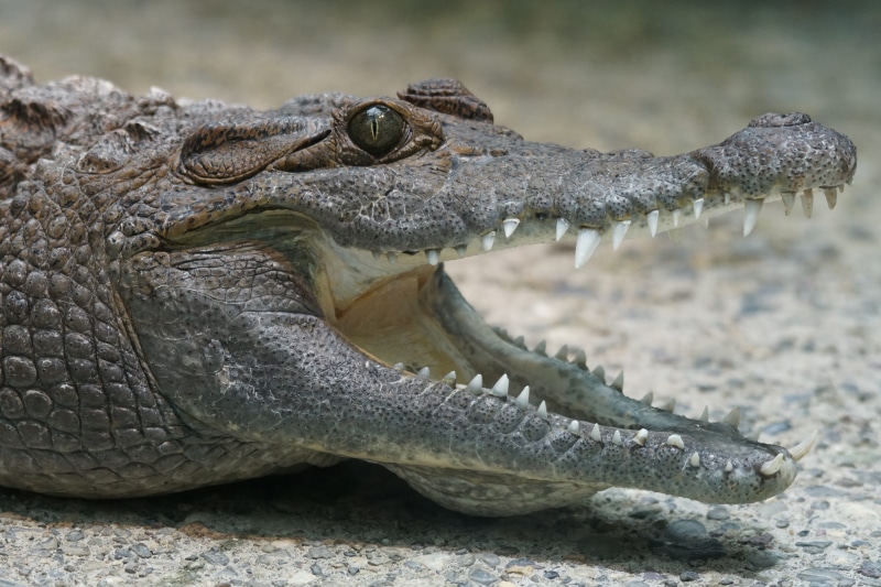 wetland, animal head, river, communication, gray, profile view, freshwater, panzer estate, 5K, throat, dangerous, no people, tooth, mouth, nocturnal, crocodylus mindorensis