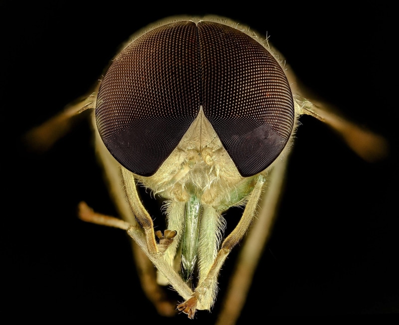 animal antenna, animal themes, chlorotabanus crepuscular, animal body part, insect, portrait, eyes, no people, animal wing, macro, invertebrate, animal eye