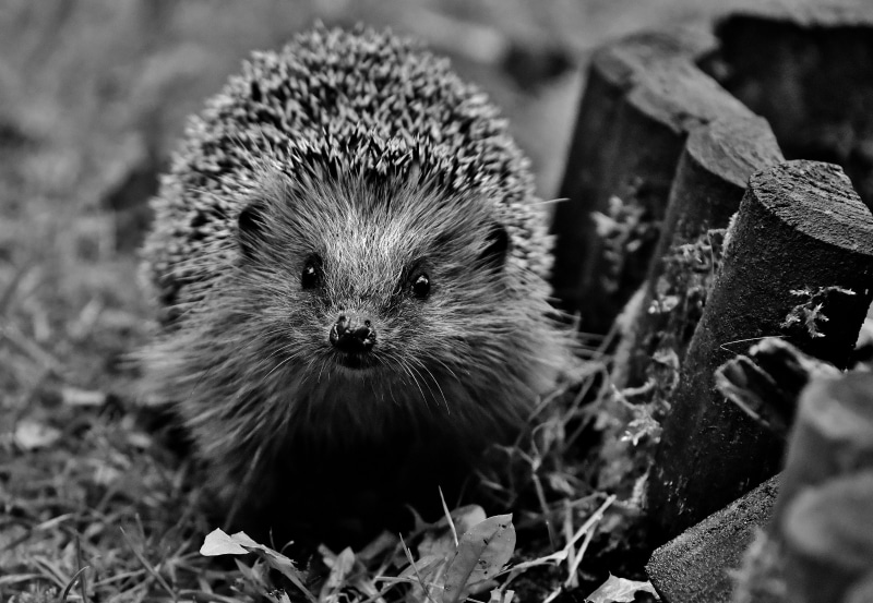 5K, animals in the wild, greyscale, animal world, vertebrate, crepuscular, outdoors, no people, rodent, leaf, day, animal wildlife, looking at camera