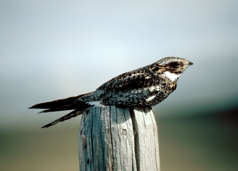 full length, wildlife, day, wooden post, nightjar, chordeiles minor, side view, post, common nighthawk, portrait, animal themes, perching, looking, nature