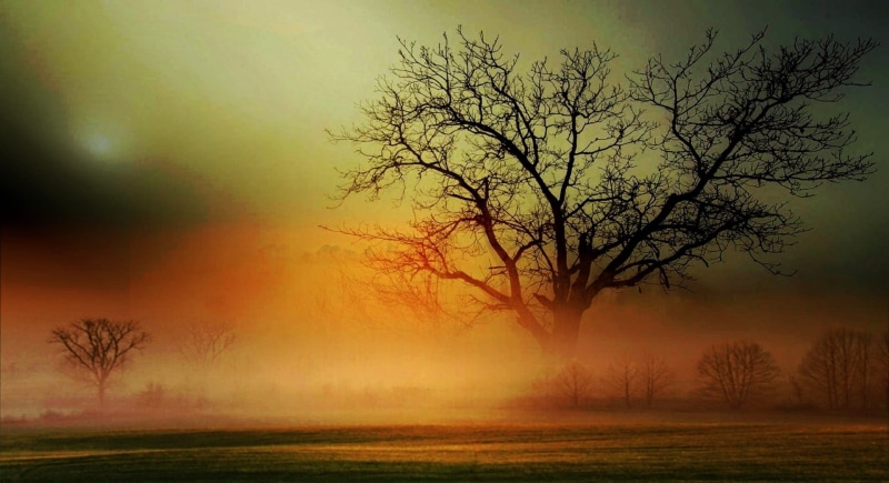 orange, sun, beauty in nature, meadow, landscape, sky, scenic, scenics - nature, 1080P, twilight, morning, nature, dark, bare, tranquility, fog, haze