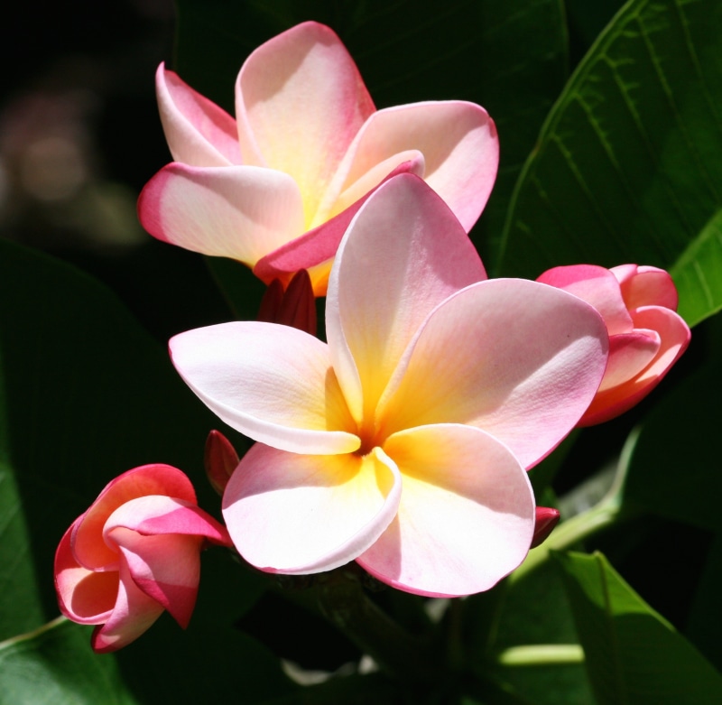 fragility, close, outdoors, summer, hawaiian, photo, plumeria, garden, frangipani, focus on foreground, vulnerability, blossom, pink Color, tropical Climate