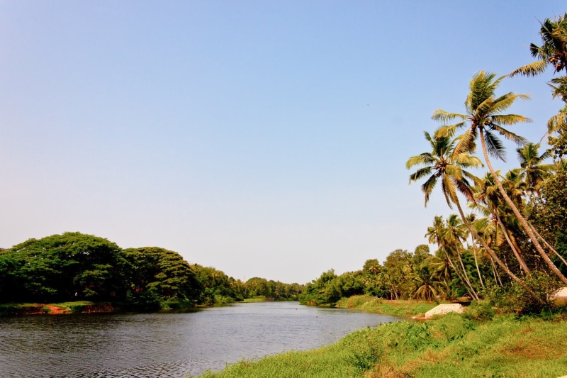 summer, forest, sea, tropical tree, coconut palm tree, palm, nature, travel destinations, tropical Climate, land, scenics - nature, palm tree, backwaters