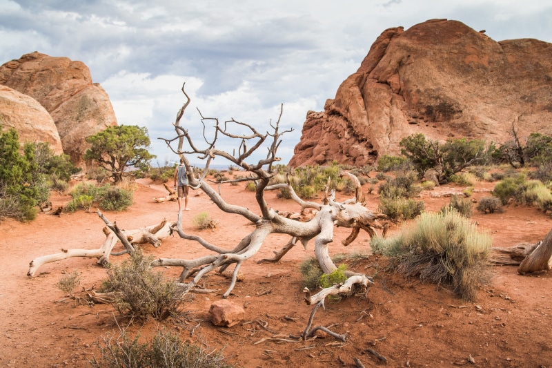 landscapes, southwest USA, rock, environment, rocks, extreme Terrain, animal, bestamericanroadtrip, scenics, travel destinations, plant, sandstone, solid