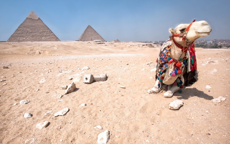 archaeology, ancient, desert, day, ancient civilization, animals, tourism, pyramid, camels, travel, sand, camel, 2K, brown, arid climate, Egypt, land