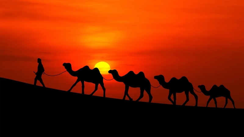 desert, domestic animals, tranquil scene, orange color, nature, red sunset, 1080P, sahara, red sky, silhouette, land, animal, camel caravan, sky, landscape