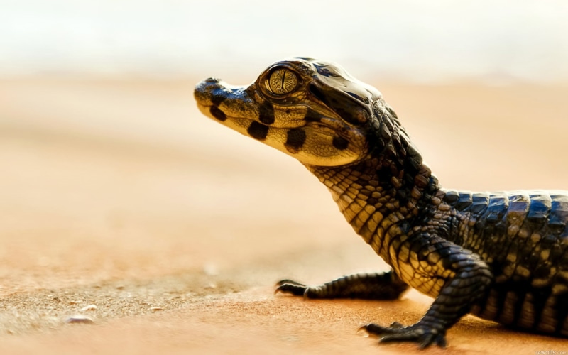 orange, hd, lizard, black, animals, alligator, 1080P, baby, crocodile