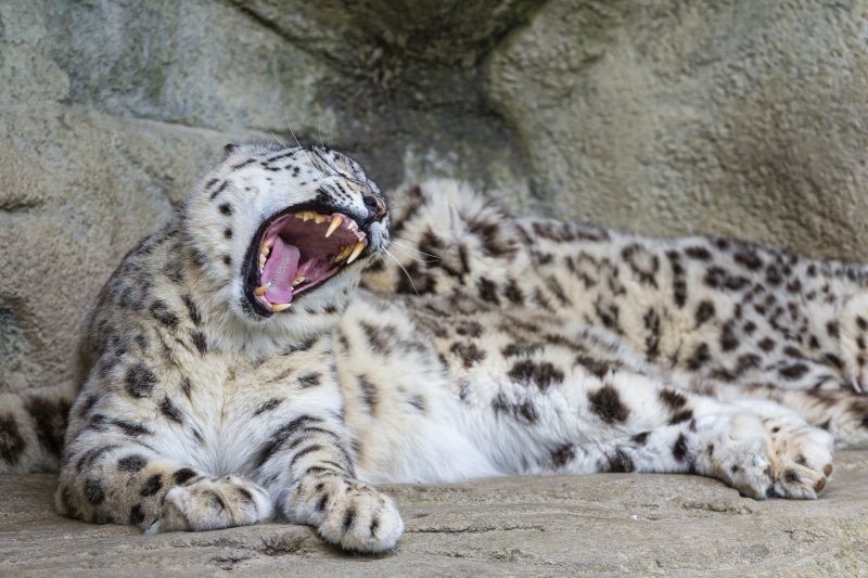big cat, eyes closed, mouth, animals, leopard, white tiger, lying down, animal teeth, one animal, tiger, carnivora, print, 4K, whisker, no people, wildlife