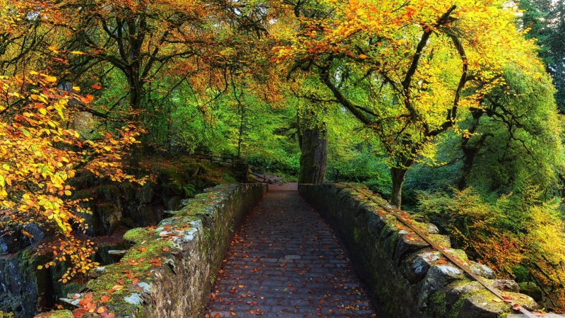 assorted, plant, diminishing perspective, change, footpath, tranquil scene, land, outdoors, growth, wilderness, river, beauty in nature, trees, tree, non-urban scene