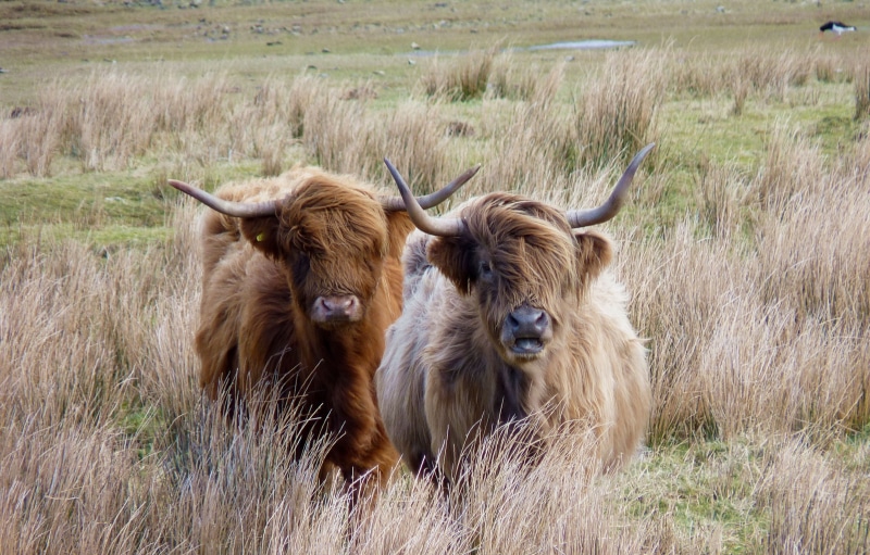 cattles, outdoors, scotland, field, horned, cow, agriculture, vertebrate, domestic animals, brown, two, scottish hochlandrind, no people, in the, group of animals
